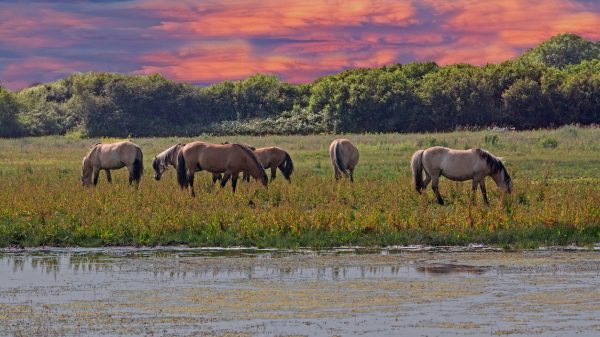Chevaux Henson dans le parc du Marquenterre, au coucher du soleil