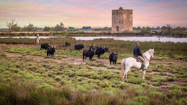 Typische Landschaft der Camargue bei Sonnenuntergang 