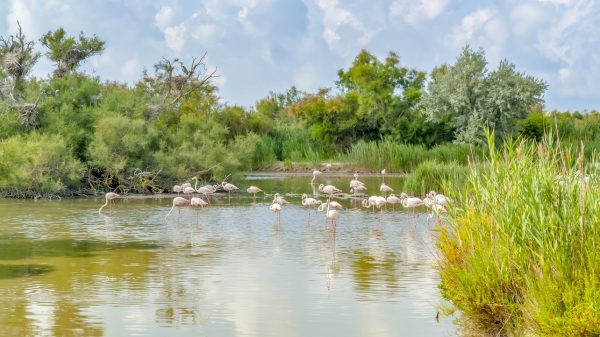 Parc Naturel Régional de Camargue
