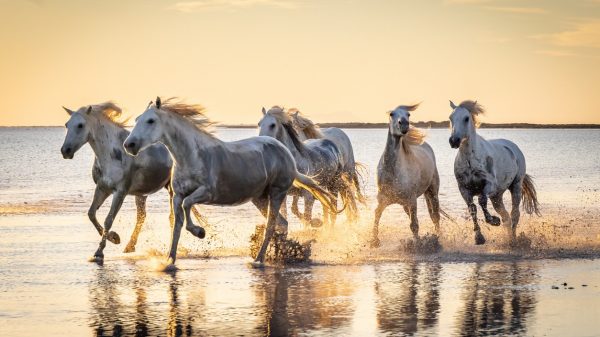 Chevaux de Camargue au coucher du soleil 