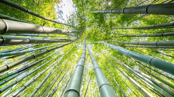 Visit the Bamboo Garden in the Cévennes