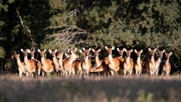 Cerf sika du japon, AGN8455