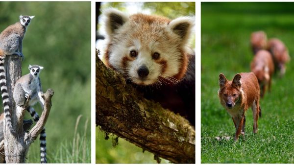 Maki catta, Panda roux et Dhole