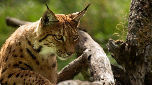 Lynx_AGN5690