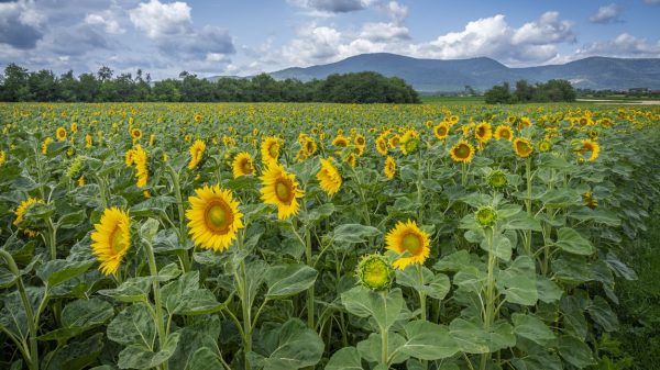 Blick auf ein Sonnenblumenfeld an der Elsässer Weinstraße