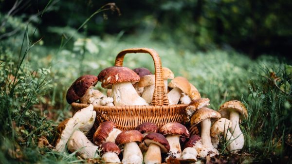 Les délicieux cèpes du Périgord