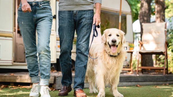 Votre chien au camping