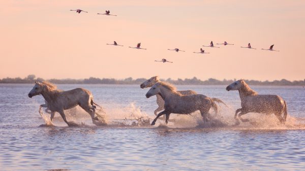 Chevaux et flamants roses au coucher du soleil