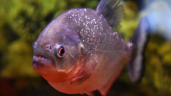 Piranha