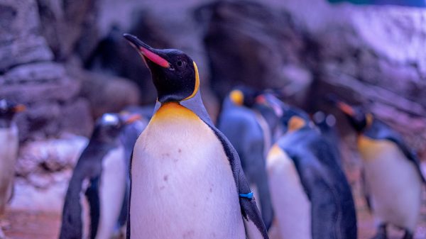 El tanque de pingüinos