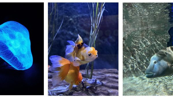 Sealife