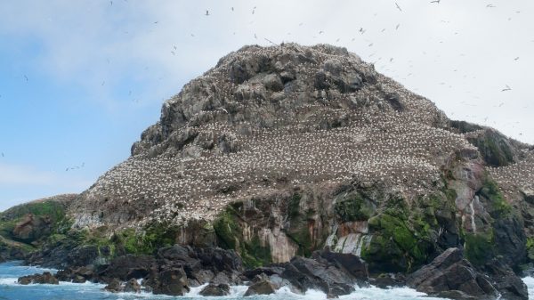 Bird colony on the island of Rouzic, the Sept-Îles archipelago