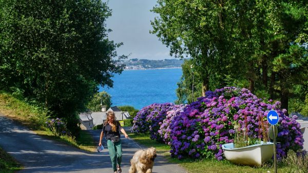 Neem uw hond mee op vakantie naar de camping 