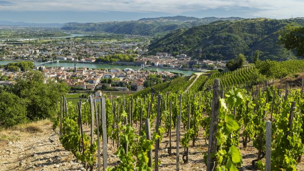 The Crozes-Hermitage vineyard on the hills above Tain-l’Hermitage, in the Drôme, overlooking the Rhône 
