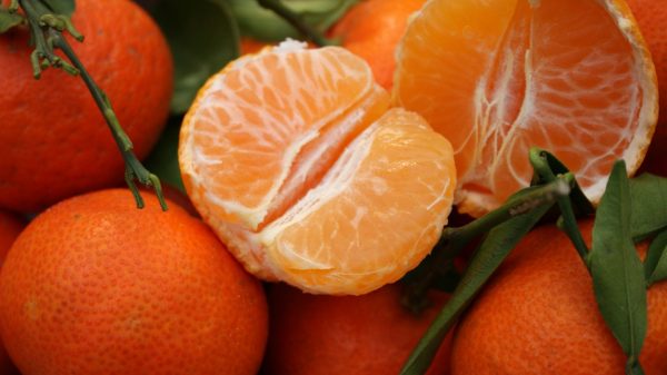 La clémentine corse, reconnaissable à ses feuilles