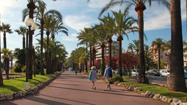 De palmbomen langs de Croisette 
