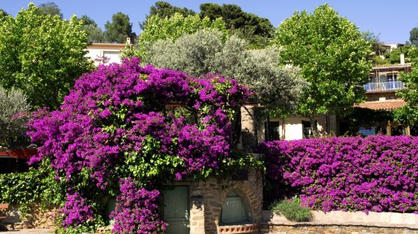 De rijke plantengroei van Bormes-les-Mimosas, die het dorp het nationale keurmerk ‘Villes et Villages Fleuris’