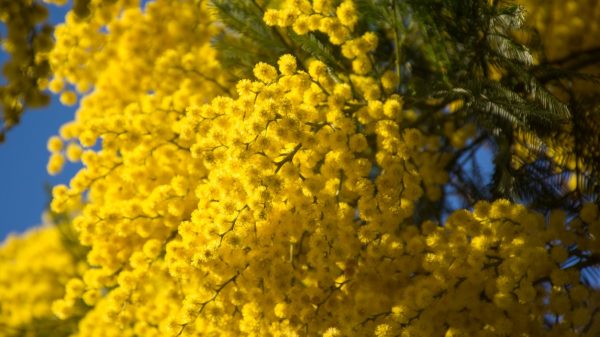 De bloeiende mimosa’s