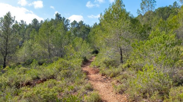 Un sentier dans la garrigue