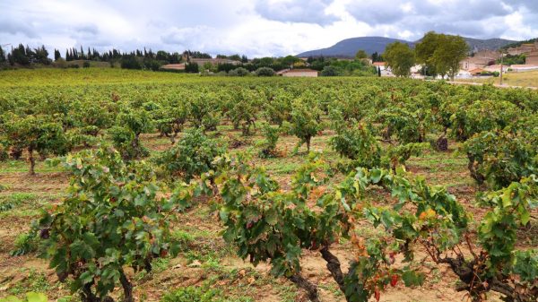 Un vignoble AOC Corbières