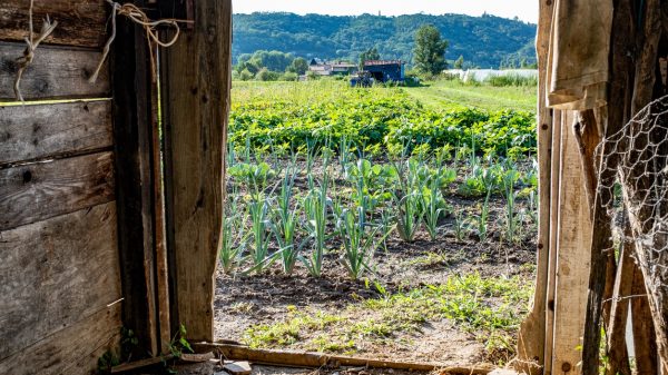 View of the vineyards in Condrieu from a barn 