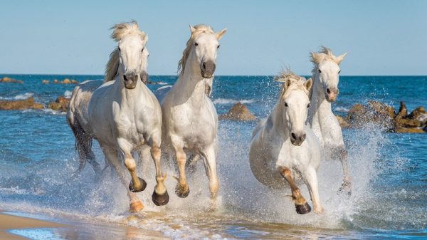 Chevaux sauvages en Carmargue