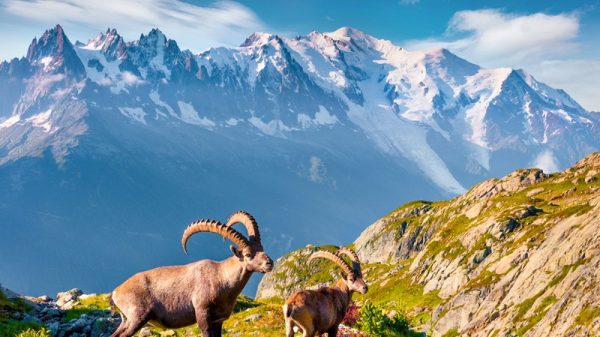  Der Mont Blanc, der Gipfel Europas 