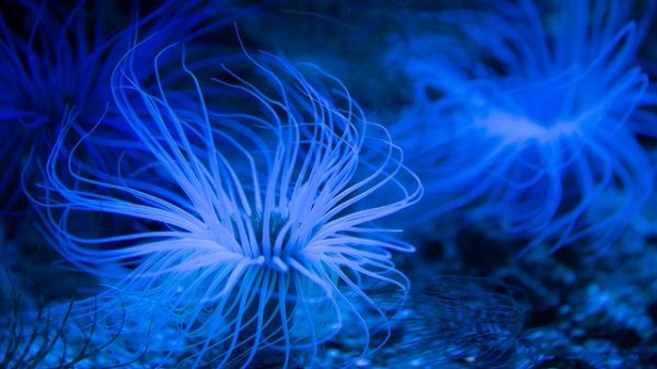 Anémonas en el acuario 