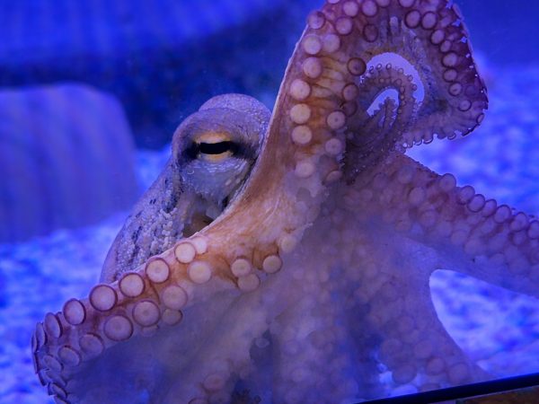 Sealife